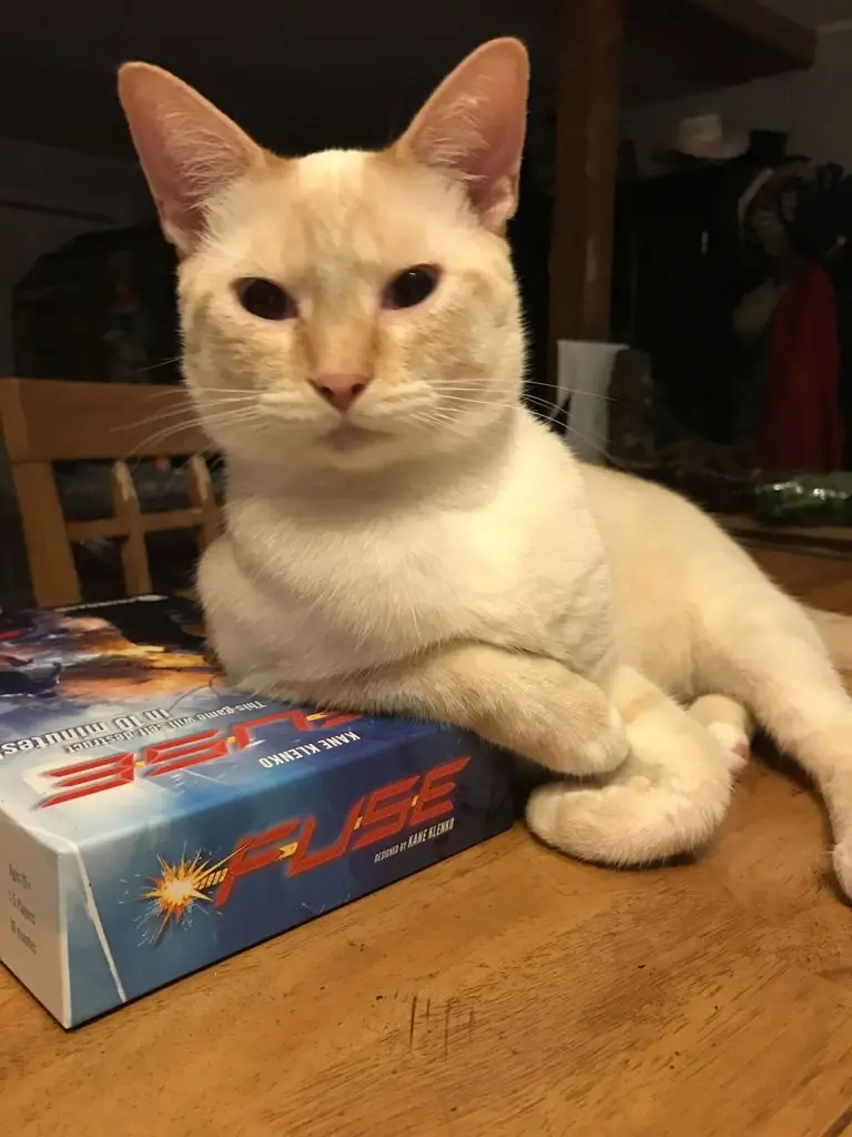 Feline Bomb Technician