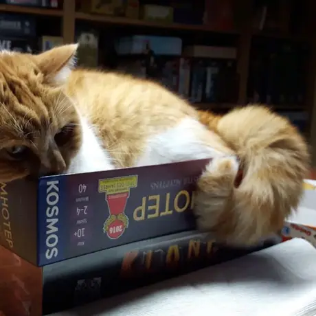 CAT in The box