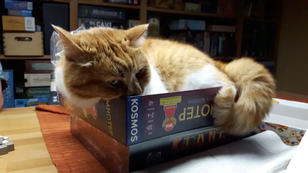 CAT in The box