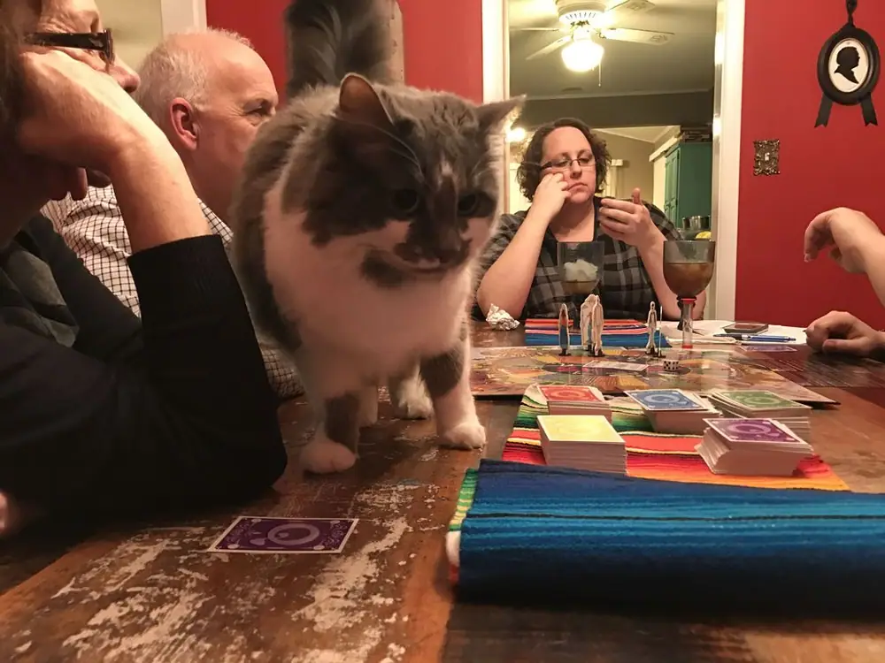 Most games people would notice if a cat jumped on the table.  In Quelf, not sure if she's there because of a card or not!